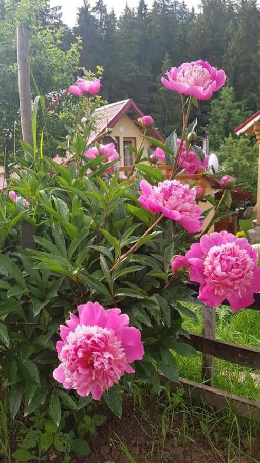 Forest Vibes Spa Kimpulunyág Kültér fotó