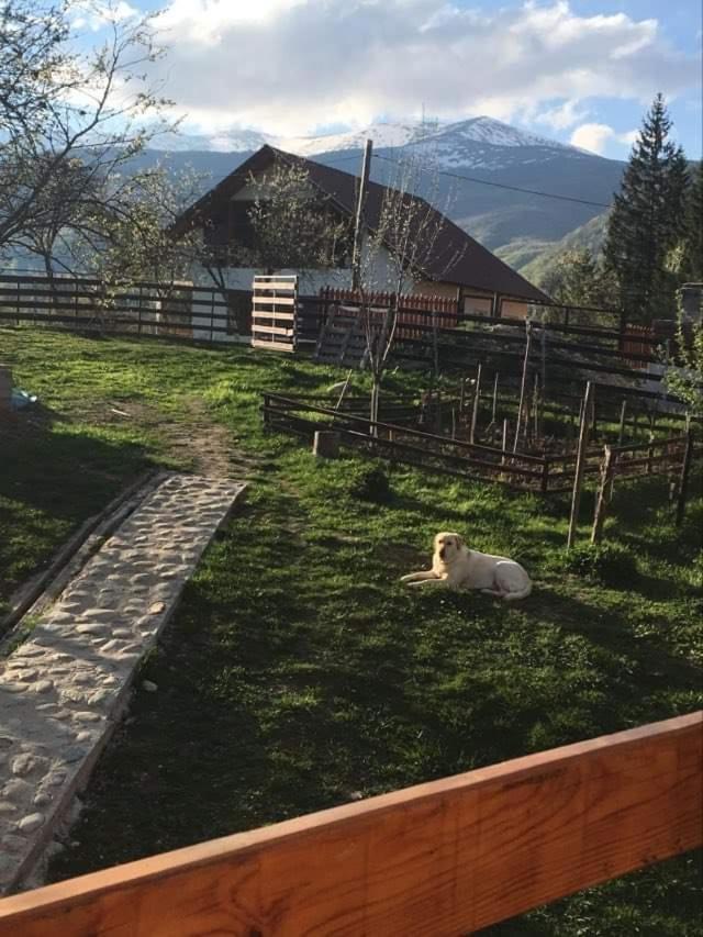 Forest Vibes Spa Kimpulunyág Kültér fotó