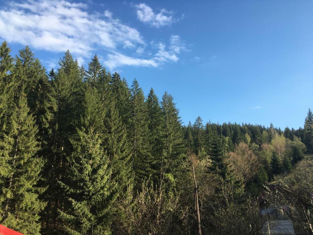 Forest Vibes Spa Kimpulunyág Kültér fotó